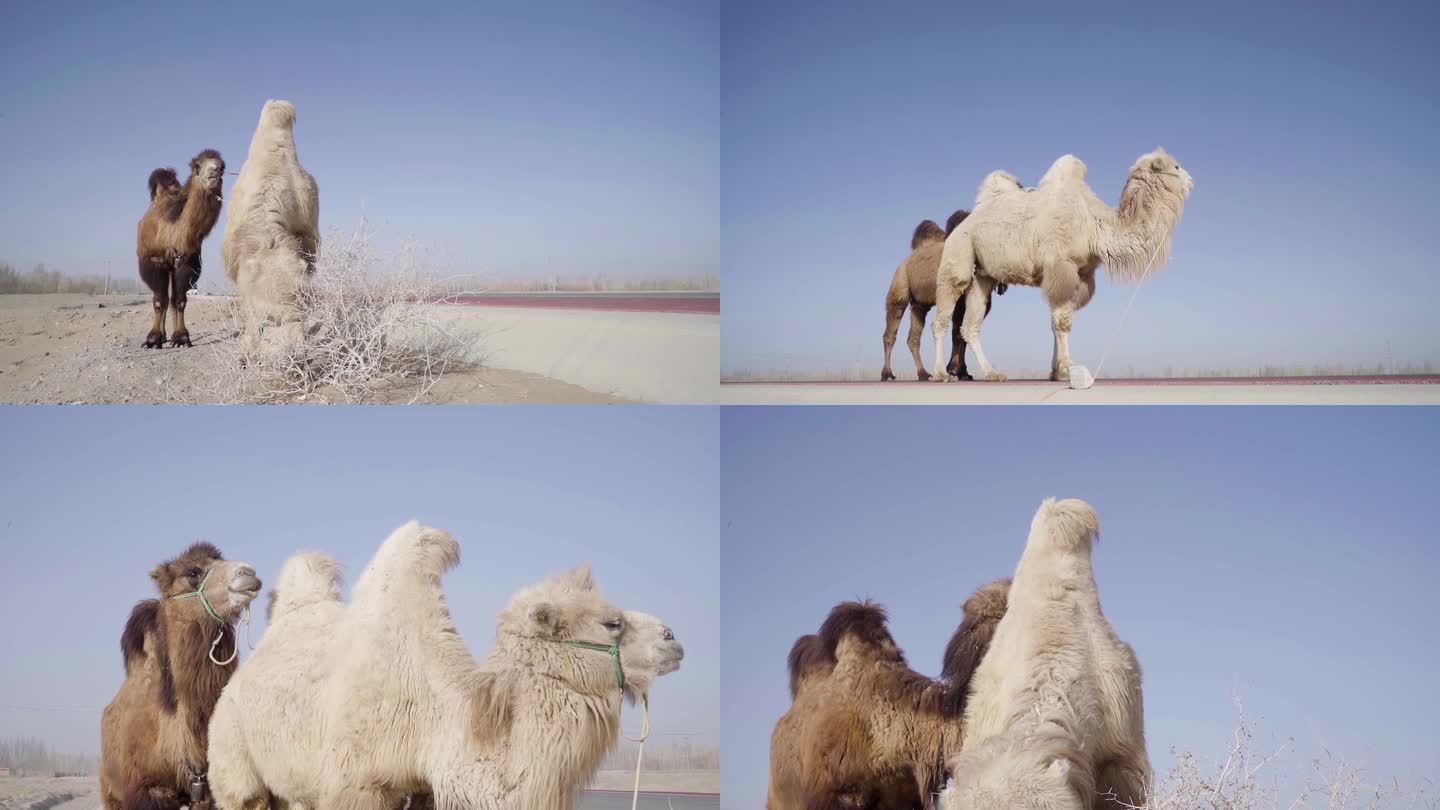 路边骆驼