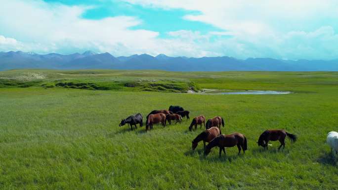 新疆草原上的马群悠闲自在放牧吃草大美河山