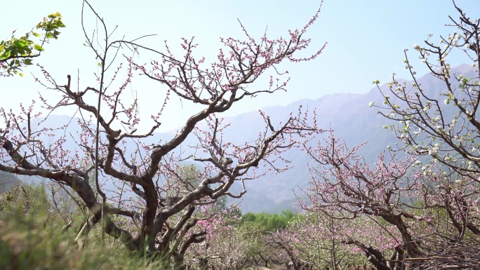 桃树花开