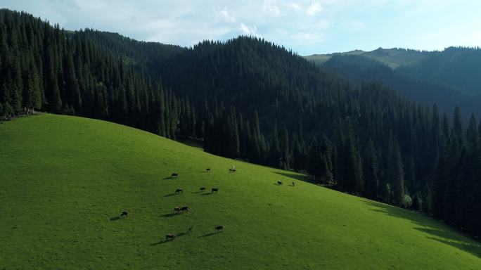 航拍新疆高山草原牛羊遍地自然风光无限好