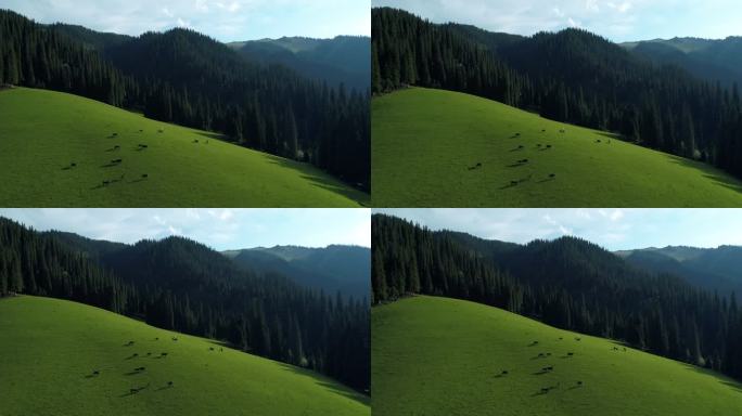 航拍新疆高山草原牛羊遍地自然风光无限好