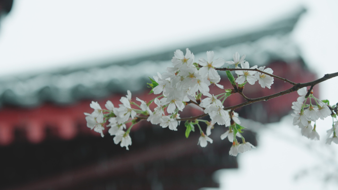 春日白雪  古建筑