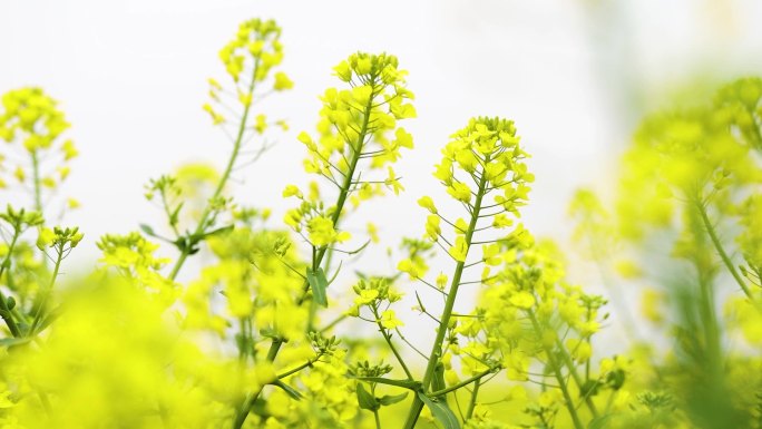 油菜花特写