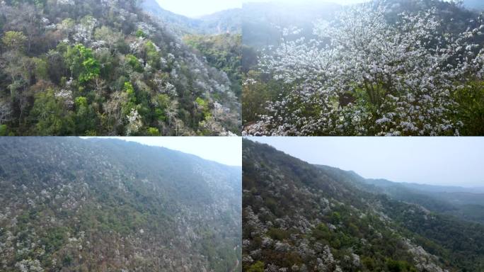 4K航拍航拍漫山遍野的羊蹄甲白花