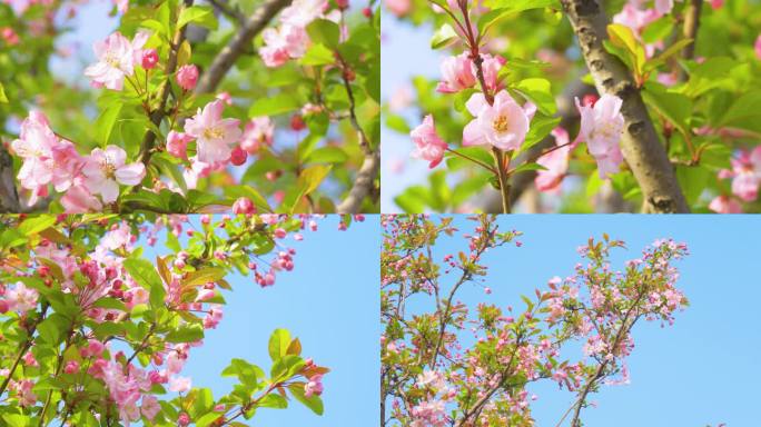 春天里的海棠开花