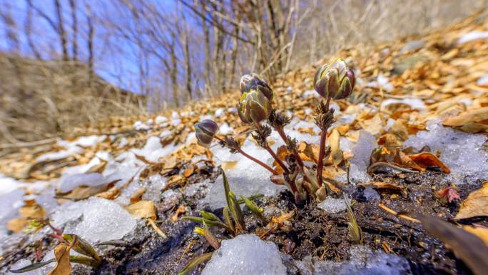 冰凌花 冰消雪融 坚韧不拔 春分