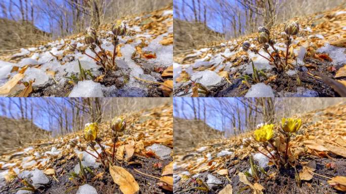 冰凌花 冰消雪融 坚韧不拔 春分