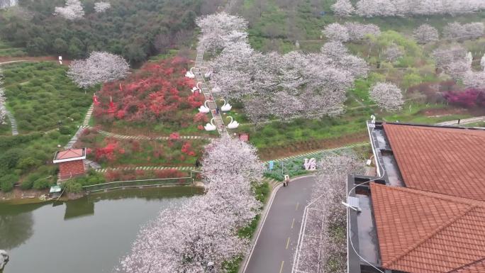 樱花 晚安家居 樱花大道