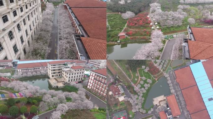 樱花 晚安家居 樱花大道