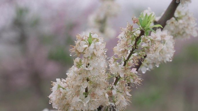 雨季梨花