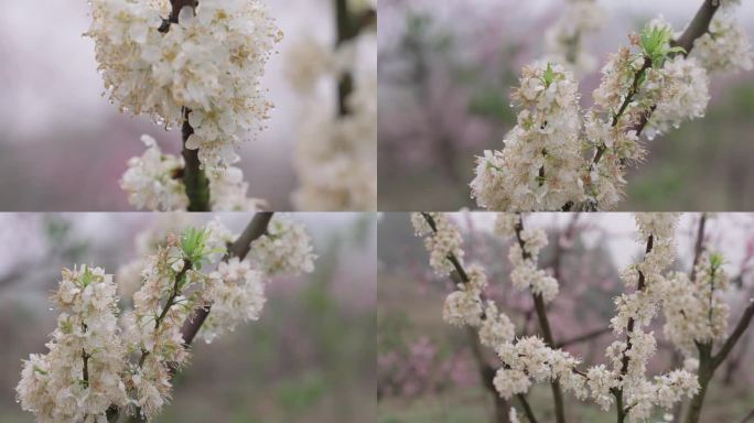 雨季梨花