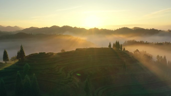 云雾茶山暖阳农业