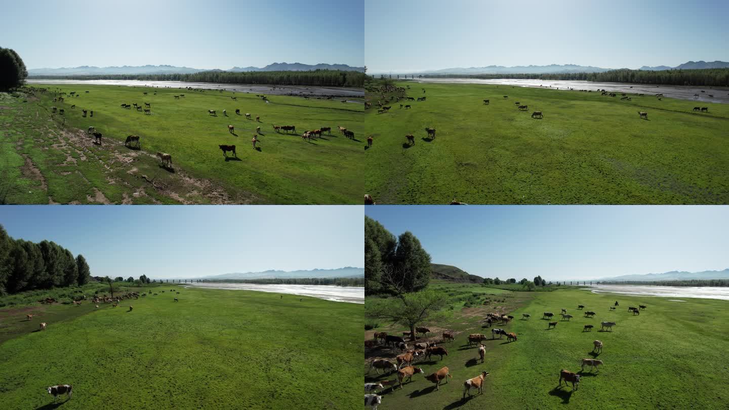 大草原奔跑的牛群河流航拍西门塔尔牛