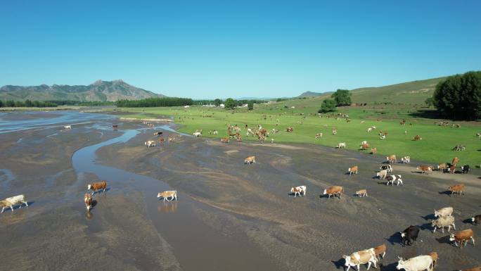 草原牛群河流航拍