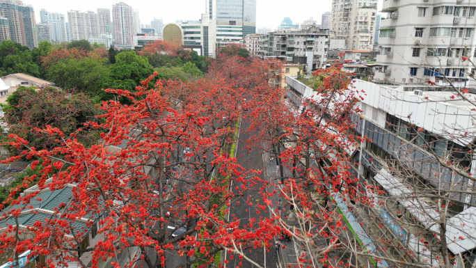 陵园西路木棉树航拍