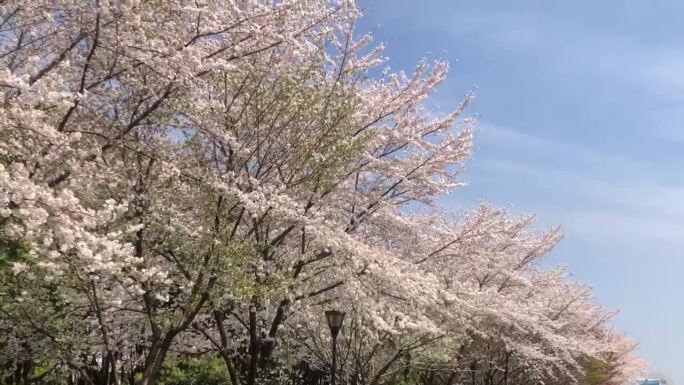 蓝天下春风来一场樱花雨