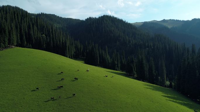新疆高山草原牛羊遍地航拍美丽自然风光
