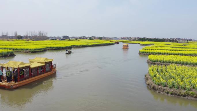 航拍4A景区兴化千垛风景区油菜花盛状