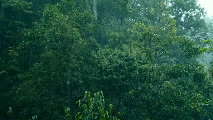 大雨落在树上大雨下雨天山区下雨