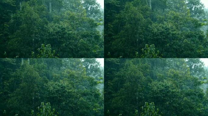 大雨落在树上大雨下雨天山区下雨