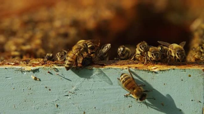 五彩缤纷的蜂巢蜜蜂，自制蜜蜂制作蜂巢，提取蜂蜜，用于繁殖，勤奋。概念: 黄金蜂窝，新鲜蜂蜜，天然产品