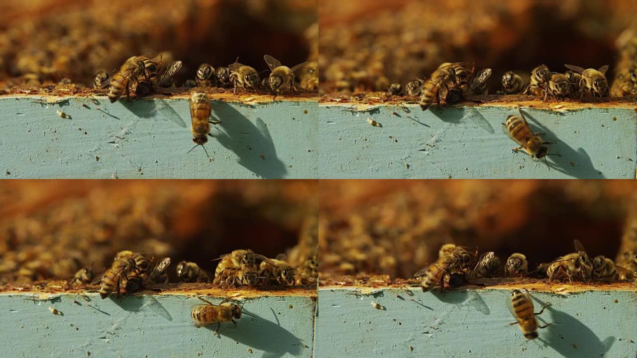 五彩缤纷的蜂巢蜜蜂，自制蜜蜂制作蜂巢，提取蜂蜜，用于繁殖，勤奋。概念: 黄金蜂窝，新鲜蜂蜜，天然产品