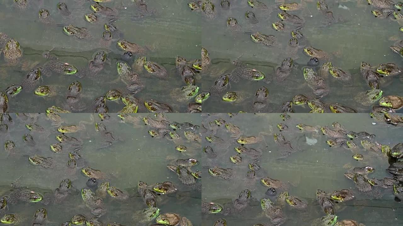 水生农场池塘中有大量青蛙