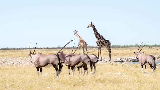 长颈鹿和大羚羊喝水