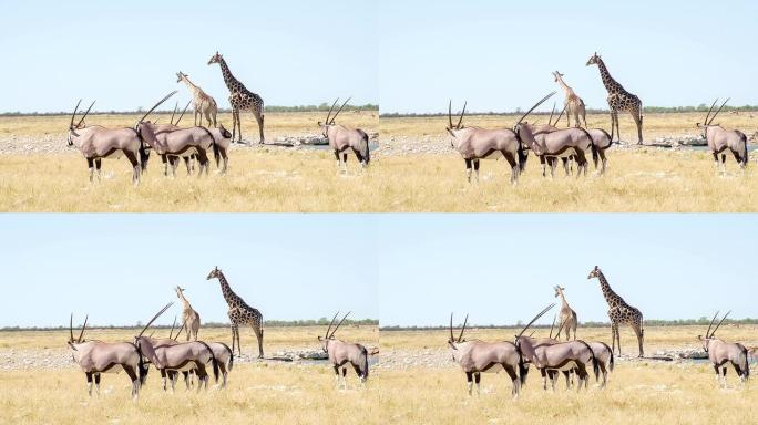 长颈鹿和大羚羊喝水