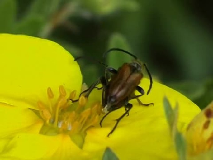 PAL：交配甲虫才是花蜜花粉微距摄影自然
