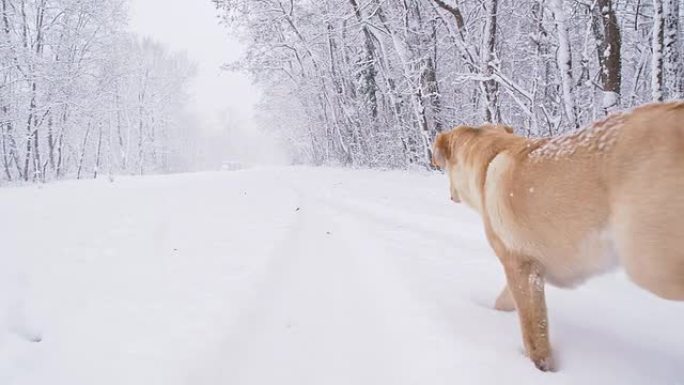 SLO MO狗狗在雪地里跑得很开心