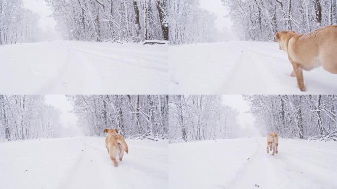 SLO MO狗狗在雪地里跑得很开心