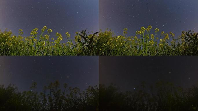 高清运动时间延迟：卡诺拉植物对抗恒星