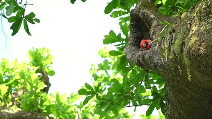 金刚鹦鹉孵化卵环境野生动物