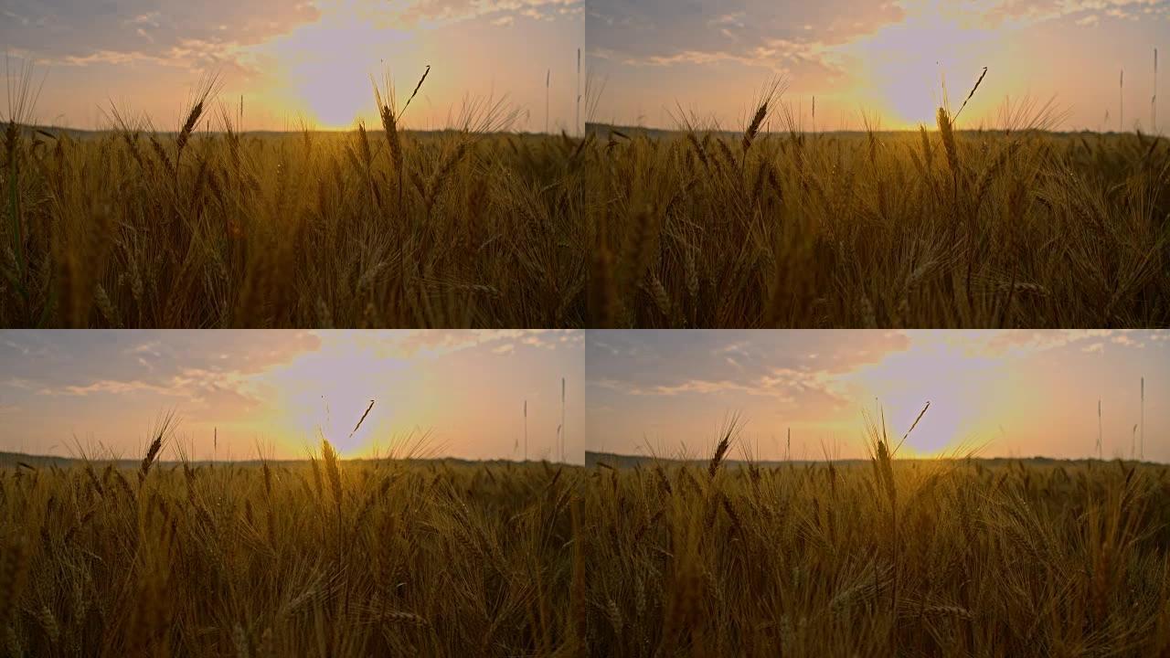 黄昏时金色小麦的DS田