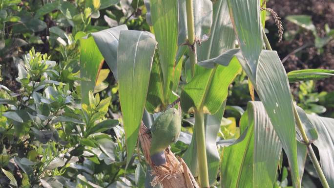 野生花头鹦鹉偷食玉米