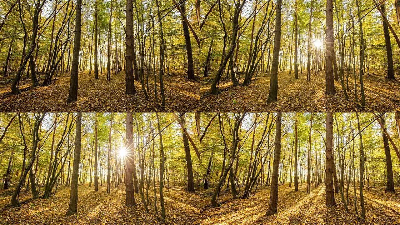 T/L 8k拍摄秋季森林的日出