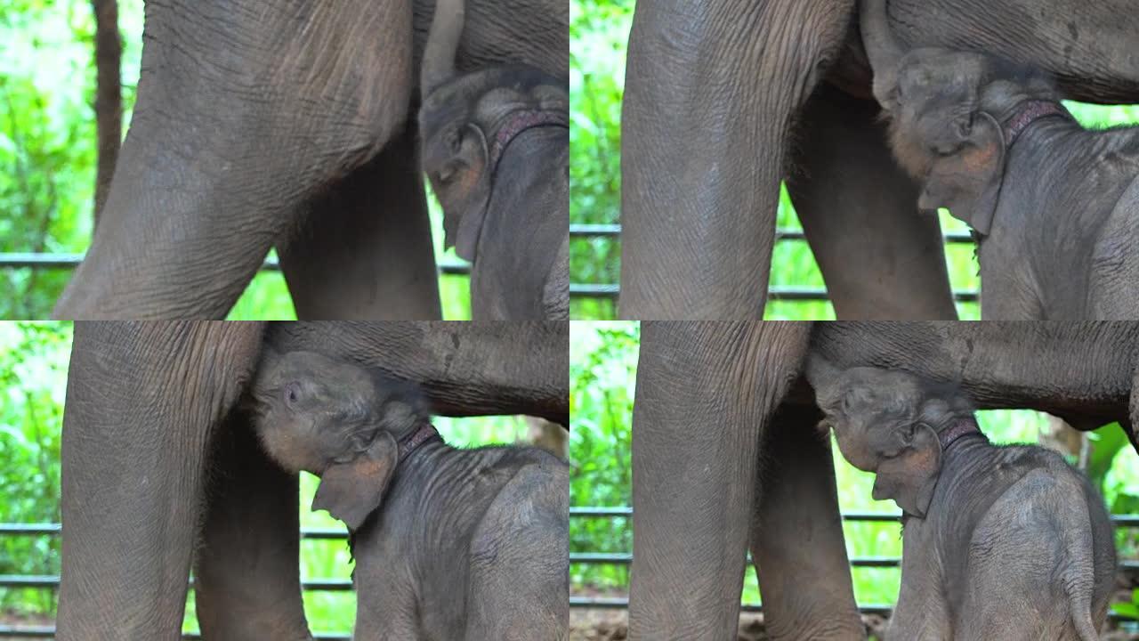 大象妈妈正在母乳喂养她的孩子