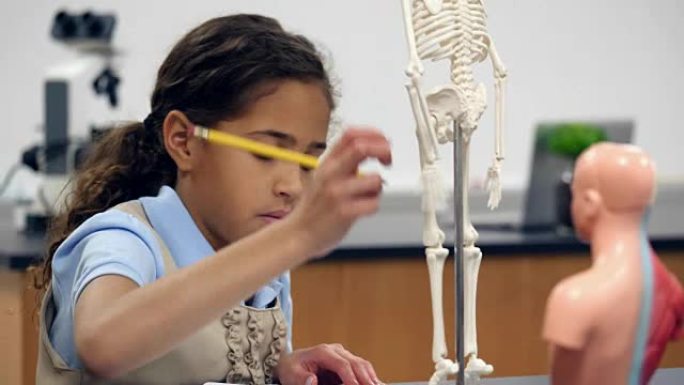 严肃的中学女生检查人体骨骼模型
