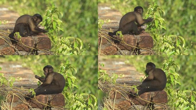 卷尾猴剥水果吃野生小猴子猴子觅食山野猴子
