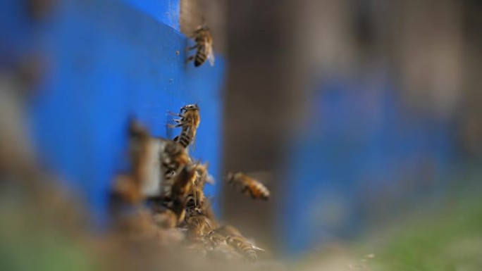 蜜蜂以慢动作飞回蜂巢