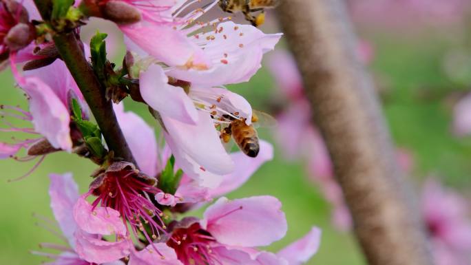 蜜蜂  桃花 采蜜