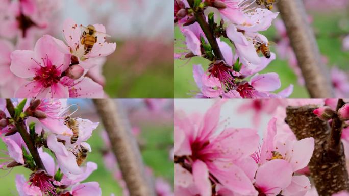 蜜蜂  桃花 采蜜