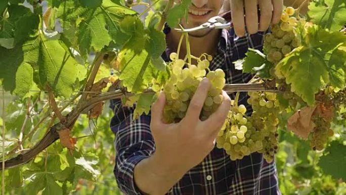 9月两只手的农民收获葡萄园，检查并收集意大利精选的葡萄串，以获得丰收。