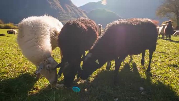 绵羊在牧场上吃草，吃香蕉