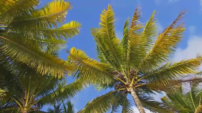 仰望椰树海南三亚椰子树