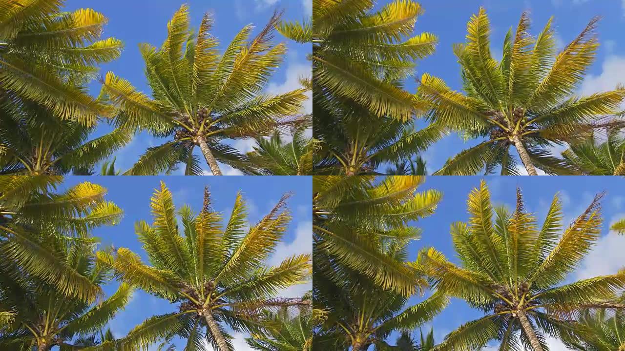 仰望椰树海南三亚椰子树