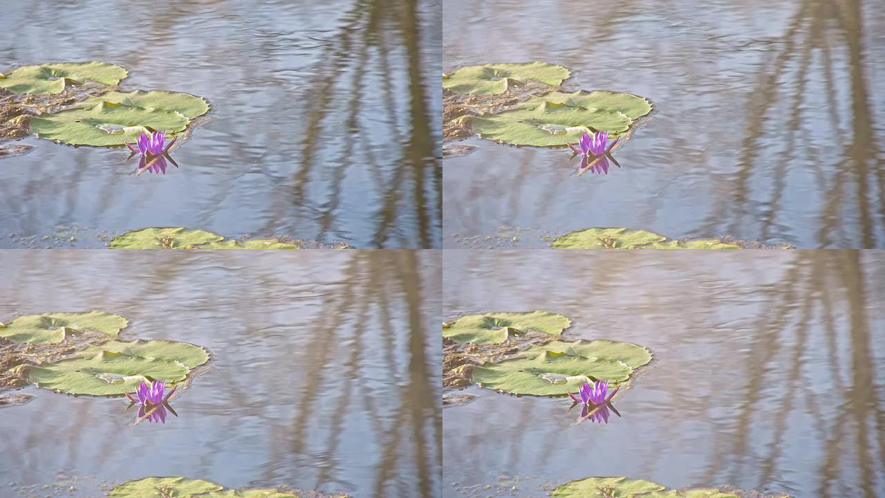 池塘里的睡莲4K分辨率水塘荷花