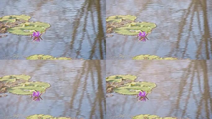 池塘里的睡莲4K分辨率水塘荷花