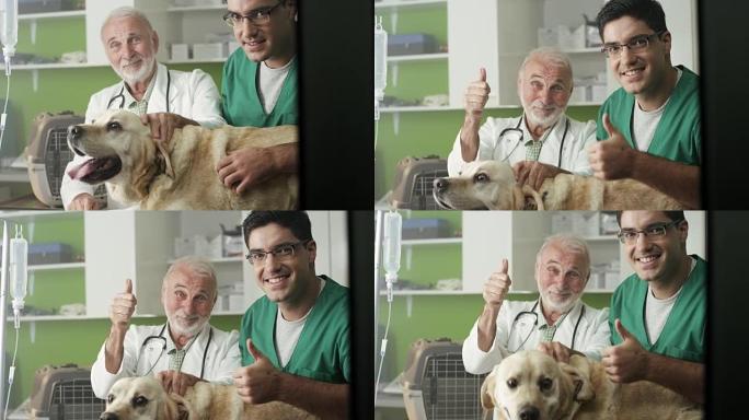 兽医检查拉布拉多犬并竖起大拇指